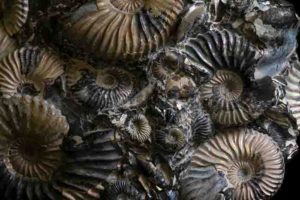 These fossil ammonites have lost their outer coating of shell, revealing the iridescent nacre beneath. Now extinct, ammonites were a group of marine mollusks that first appeared about 409 million years ago, persisting until the extinction event that wiped out the dinosaurs about 66 million years ago. Credit: Florida Museum photo by Jeff Gage