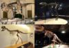 Younger Tyrannosaurus Rex bites were less ferocious than their adult counterparts Skeletons of four tyrannosaurid specimens tested in the study. Clockwise from above left: adult Tyrannosaurus rex “Sue” (FMNH PR 2081) (Field Museum of Natural History, Chicago, IL; photo by the Field Museum), juvenile Tyrannosaurus rex “Jane” (BMRP 2002.4.1) (Burpee Museum of Natural History; photo by A. Rowe), adult Tarbosaurus bataar (Dinosaurium exhibition, Prague, Czech Republic; photo by R. Holiš) and Raptorex kriegsteini skeletal reconstruction (LH PV18) (Long Hao Institute of Geology and Paleontology, Hohhot, Inner Mongolia, China; photo by P. Sereno). Credit: Listed in caption. Final image by Andre Rowe