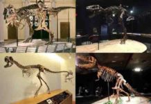 Younger Tyrannosaurus Rex bites were less ferocious than their adult counterparts Skeletons of four tyrannosaurid specimens tested in the study. Clockwise from above left: adult Tyrannosaurus rex “Sue” (FMNH PR 2081) (Field Museum of Natural History, Chicago, IL; photo by the Field Museum), juvenile Tyrannosaurus rex “Jane” (BMRP 2002.4.1) (Burpee Museum of Natural History; photo by A. Rowe), adult Tarbosaurus bataar (Dinosaurium exhibition, Prague, Czech Republic; photo by R. Holiš) and Raptorex kriegsteini skeletal reconstruction (LH PV18) (Long Hao Institute of Geology and Paleontology, Hohhot, Inner Mongolia, China; photo by P. Sereno). Credit: Listed in caption. Final image by Andre Rowe