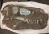 Fearsome tyrannosaurs were social animals, study shows "Hollywood" specimen, same species as Teratophoneus, discovered approximately two miles north of the "Rainbows and Unicorns Quarry" on Grand Staircase-Escalante National Monument. Credit: U.S. Bureau of Land Management