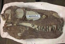Fearsome tyrannosaurs were social animals, study shows "Hollywood" specimen, same species as Teratophoneus, discovered approximately two miles north of the "Rainbows and Unicorns Quarry" on Grand Staircase-Escalante National Monument. Credit: U.S. Bureau of Land Management