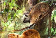 Fossils of ‘giant cloud rats’ discovered in Philippine caves Illustration showing how the three new species of fossil cloud rats might have looked. Credit: © Velizar Simeonovski, Field Museum.