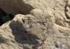 Tiny cat-sized stegosaur leaves its mark The world's smallest stegosaur footprint (less than 6 cm long), Xingjiang, China. Photo credit - Lida Xing.