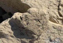Tiny cat-sized stegosaur leaves its mark The world's smallest stegosaur footprint (less than 6 cm long), Xingjiang, China. Photo credit - Lida Xing.
