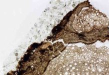 18.5 million year old vine fossil identified as new species A cross-section of an 18.5 million-year-old fossil of Ampelorhiza heteroxylon. Credit: Nathan Jud/Provided
