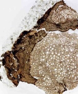 A cross-section of an 18.5 million-year-old fossil of Ampelorhiza heteroxylon. Credit: Nathan Jud/Provided