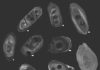 Earth’s oldest minerals date onset of plate tectonics to 3.6 billion years ago Zircons studied by the research team, photographed using cathodoluminescence, a technique that allowed the team to visualize the interiors of the crystals using a specialized scanning electron microscope. Dark circles on the zircons are the cavities left by the laser that was used to analyze the age and chemistry of the zircons.Scientists led by Michael Ackerson, a research geologist at the Smithsonian's National Museum of Natural History, provide new evidence that modern plate tectonics, a defining feature of Earth and its unique ability to support life, emerged roughly 3.6 billion years ago. The study, published May 14 in the journal Geochemical Perspective Letters, uses zircons, the oldest minerals ever found on Earth, to peer back into the planet's ancient past.The team tested more than 3,500 zircons, each just a couple of human hairs wide, by blasting them with a laser and then measuring their chemical composition with a mass spectrometer. These tests revealed the age and underlying chemistry of each zircon. Of the thousands tested, about 200 were fit for study due to the ravages of the billions of years these minerals endured since their creation. Credit: Michael Ackerson, Smithsonian.