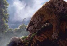 Mammals in the time of dinosaurs held each other back Early lineages of mammal like this large Gobiconodon from Mongolia, outcompeted the ancestors of modern mammals in the time of dinosaurs. Credit: Corbin Rainbolt