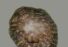 Microfossil found in Scottish Highlands could be a new insight into animal evolution An enhanced image of Bicellum showing an outer wall of sausage-shaped cells enclosing an inner cell mass. Credit: Boston College