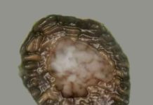Microfossil found in Scottish Highlands could be a new insight into animal evolution An enhanced image of Bicellum showing an outer wall of sausage-shaped cells enclosing an inner cell mass. Credit: Boston College