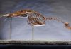 What can a dinosaur’s inner ear tell us? Just listen Hesperornis image provided by the Yale Peabody Museum of Natural History. (Photo: Robert Lorenz)Hesperornis image provided by the Yale Peabody Museum of Natural History. (Photo: Robert Lorenz)