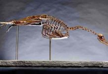 What can a dinosaur’s inner ear tell us? Just listen Hesperornis image provided by the Yale Peabody Museum of Natural History. (Photo: Robert Lorenz)Hesperornis image provided by the Yale Peabody Museum of Natural History. (Photo: Robert Lorenz)