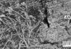 Discovery of the oldest plant fossils on the African continent! Uskiella spargen a small plant whose axes divide several times before bearing oval sporangia. Credit : Cyrille Prestianni
