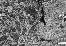 Discovery of the oldest plant fossils on the African continent! Uskiella spargen a small plant whose axes divide several times before bearing oval sporangia. Credit : Cyrille Prestianni