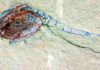 Paleonursery offers rare, detailed glimpse at life 518 million years ago Chuandianella ovata, an extinct shrimp-like crustacean.