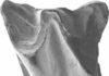 Researchers detail the most ancient bat fossil ever discovered in Asia Upper molar of Altaynycteris aurora. Credit: Li Qiang
