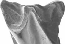 Researchers detail the most ancient bat fossil ever discovered in Asia Upper molar of Altaynycteris aurora. Credit: Li Qiang
