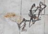 Confiscated fossil turns out to be exceptional flying reptile from Brazil Entombed in limestone blocks, the newly studied fossil is the first nearly complete skeleton of a pterosaur species that was first described in 2003. Photograph by Victor Beccari