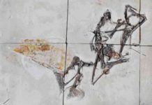 Confiscated fossil turns out to be exceptional flying reptile from Brazil Entombed in limestone blocks, the newly studied fossil is the first nearly complete skeleton of a pterosaur species that was first described in 2003. Photograph by Victor Beccari