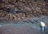 Decline in CO2 cooled Earth’s climate more than 30 million years ago Tree stomp in lignite deposits. Credit: Vittoria Lauretano
