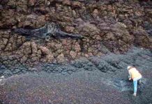 Decline in CO2 cooled Earth’s climate more than 30 million years ago Tree stomp in lignite deposits. Credit: Vittoria Lauretano