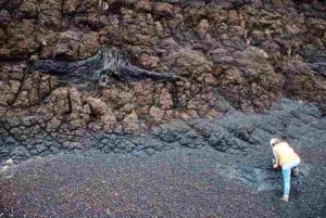 Tree stomp in lignite deposits. Credit: Vittoria Lauretano