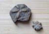 Two fossils of Brooksella alternata.