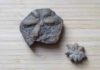 Icy waters of ‘Snowball Earth’ may have spurred early organisms to grow bigger Two fossils of Brooksella alternata.