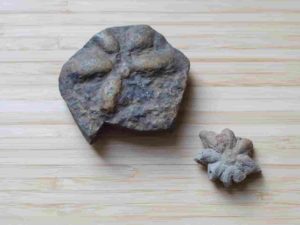 Two fossils of Brooksella alternata.