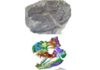 Skull of 340 million year old animal digitally recreated, revealing secrets of ancient amphibian Skull fossils of amphibian. Credit: Field Museum of Natural History, Chicago