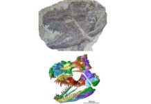 Skull of 340 million year old animal digitally recreated, revealing secrets of ancient amphibian Skull fossils of amphibian. Credit: Field Museum of Natural History, Chicago