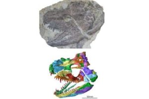 Skull fossils of amphibian. Credit: Field Museum of Natural History, Chicago