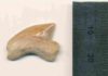The City of David and the sharks’ teeth mystery Fossilised Squalicorax tooth Nr. #07815 from the Jerusalem site. Credit: Omri Lernau