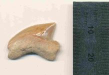 The City of David and the sharks’ teeth mystery Fossilised Squalicorax tooth Nr. #07815 from the Jerusalem site. Credit: Omri Lernau