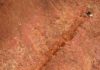 500-million-year-old fossil represents rare discovery of ancient animal in North America