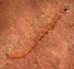 Researchers at the University of Missouri have found a rare, 500-million-year-old “worm-like” fossil called a palaeoscolecid, which is an uncommon fossil group in North America.