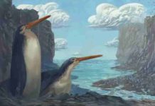 Giant Waikato penguin: School kids discover new species The Kawhia giant penguin Kairuku waewaeroa. Image credit: Simone Giovanardi. Permission for use of the image by media is granted by the artist, with credit.