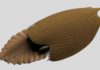 Massive new animal species discovered in half-billion-year-old Burgess Shale Titanokorys gainesi reconstruction. Illustration by Lars Fields, © Royal Ontario Museum.
