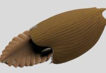Massive new animal species discovered in half-billion-year-old Burgess Shale Titanokorys gainesi reconstruction. Illustration by Lars Fields, © Royal Ontario Museum.