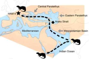 The dispersal of the Vishnuonyx otters from the Indian subcontinent to Africa and Europe about 13 million years ago. The star (HAM 4) shows the position of the Hammerschmiede fossil site. Image: Nikos Kargopoulos