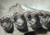 Oldest known mammal cavities discovered in 55-million-year-old fossils suggests a sweet tooth for fruit fossilized teeth from M. Latidens showing where cavities formed.