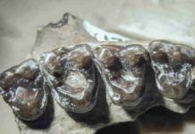 Oldest known mammal cavities discovered in 55-million-year-old fossils suggests a sweet tooth for fruit fossilized teeth from M. Latidens showing where cavities formed.