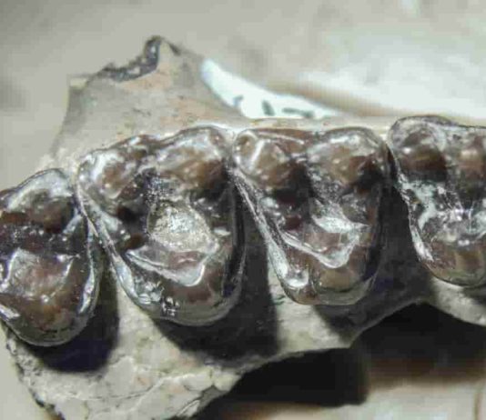 fossilized teeth from M. Latidens showing where cavities formed.