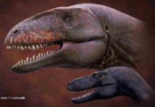 Who was king before Tyrannosaurus? Uzbek fossil reveals new top dino University of Tsukuba researchers have described a new apex predator from the lower Upper Cretaceous of Central Asia, Ulughbegsaurus uzbekistanensis, which coexisted with a smaller tyrannosauroid