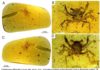 First dinosaur era crab fully preserved in amber discovered Fig. 1. Cretapsara athanata Luque gen. et sp. nov., a modern-looking eubrachyuran crab in Burmese amber. (A to D) Holotype LYAM-9. (A) Whole amber sample with crab inclusion in ventral view. (B) Close-up of ventral carapace. (C) Whole amber sample with crab inclusion in dorsal view. (D) Close-up of dorsal carapace. White arrows in (B) and (D) indicate the detached left fifth leg or pereopod. Photos by L.X. Figure by J.L.