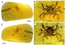 First dinosaur era crab fully preserved in amber discovered Fig. 1. Cretapsara athanata Luque gen. et sp. nov., a modern-looking eubrachyuran crab in Burmese amber. (A to D) Holotype LYAM-9. (A) Whole amber sample with crab inclusion in ventral view. (B) Close-up of ventral carapace. (C) Whole amber sample with crab inclusion in dorsal view. (D) Close-up of dorsal carapace. White arrows in (B) and (D) indicate the detached left fifth leg or pereopod. Photos by L.X. Figure by J.L.