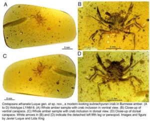 Fig. 1. Cretapsara athanata Luque gen. et sp. nov., a modern-looking eubrachyuran crab in Burmese amber. (A to D) Holotype LYAM-9. (A) Whole amber sample with crab inclusion in ventral view. (B) Close-up of ventral carapace. (C) Whole amber sample with crab inclusion in dorsal view. (D) Close-up of dorsal carapace. White arrows in (B) and (D) indicate the detached left fifth leg or pereopod. Photos by L.X. Figure by J.L.