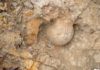 Four dinosaurs discovered in Montana A closeup view of the Flyby Trike’s occipital condyle bone — nicknamed the “trailer hitch” — the ball on the back of the skull that connects to neck vertebrae.Rachel Ormiston/Burke Museum/University of Washington