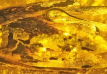 Grass found in Baltic amber Eograminis balticus