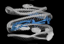 CT scan of a cat-eyed snake (Leptodeira septentrionalis) reveals a frog (blue skeleton) in its digestive tract. Snake specimen from U-M's Museum of Zoology. Image credit: Ramon Nagesan, University of Michigan Museum of Zoology.